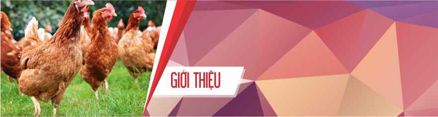 Giới Thiệu
